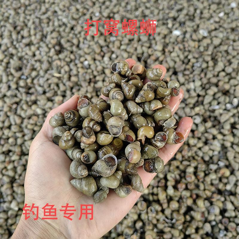 钓鱼打窝螺蛳青皮田螺鲜活