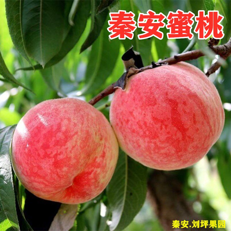 秦安蜜桃北京7号仓方早生甘肃特产果园现发应季新鲜水蜜桃礼盒装属于什么档次？