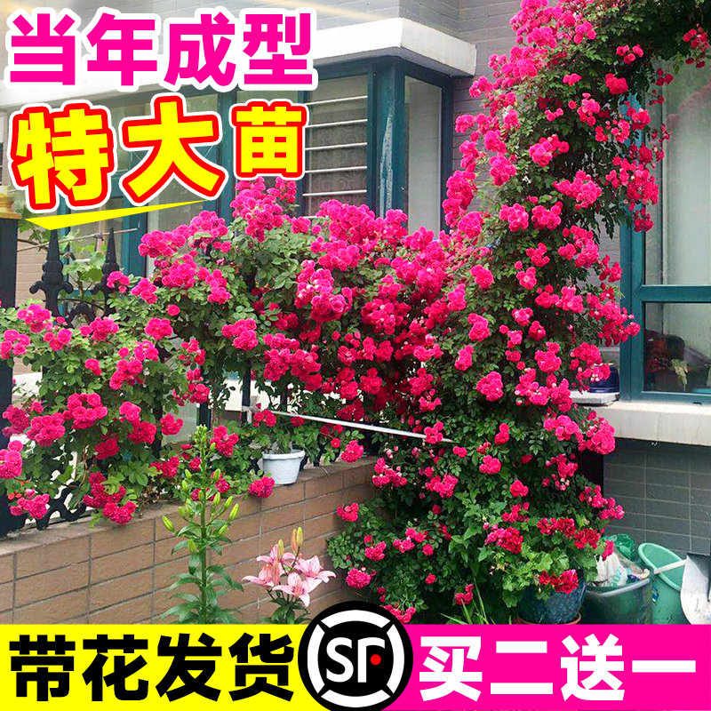 速发红木香特大苗爬藤植物花蜜黄木花花台四季开甜无刺蔷薇盆栽香