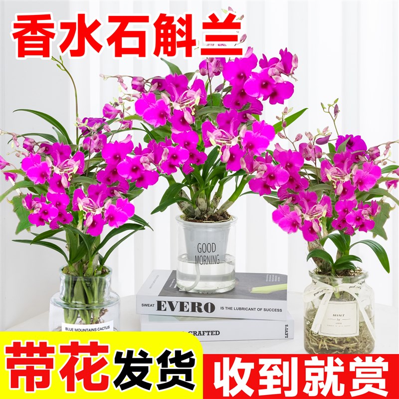 速发石斛彩盆栽带花带花苞花卉植物七兰泼墨水培兰花室水内养绿植