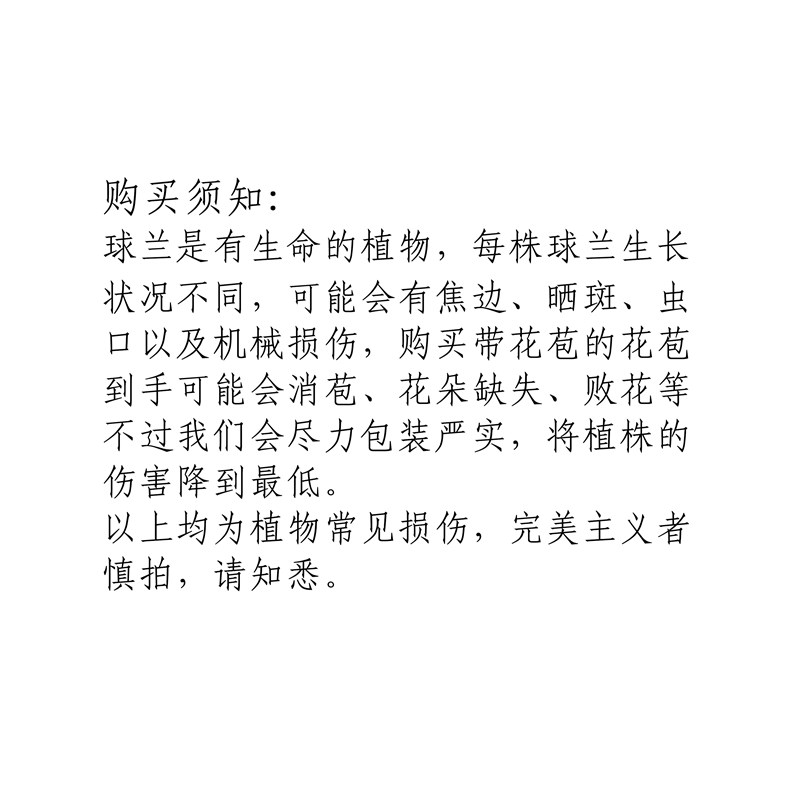 速发球兰花盆栽 室内爬藤垂吊植物花卉 杂交匍匐球兰 球兰大苗 带
