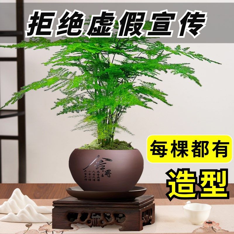 速发文竹盆栽植物花内青卉办公室绿植室卉客厅摆件盆景四季常花小