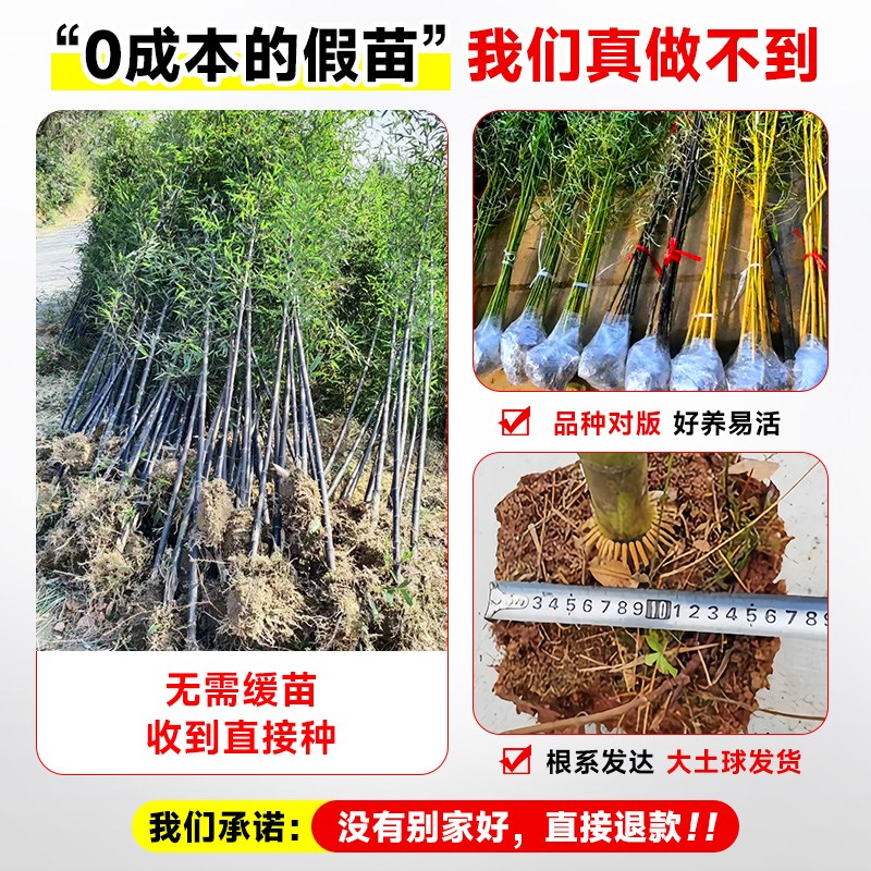速发紫竹苗矮化观赏紫竹老根庭院室外耐寒热竹子苗盆栽紫气东来竹