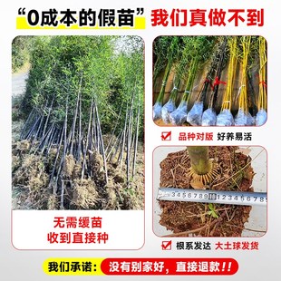 速发紫竹苗矮化观赏紫竹老根庭院室外耐寒热竹子苗盆栽紫气东来竹