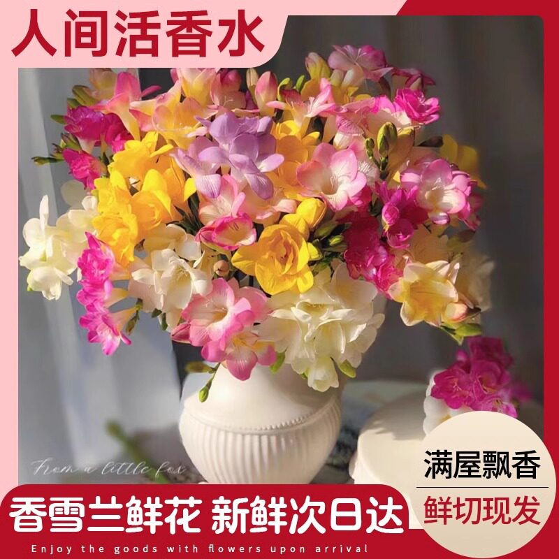现货香雪兰鲜花花束云南基地直发鲜D切花重瓣水培小苍兰鲜花插花