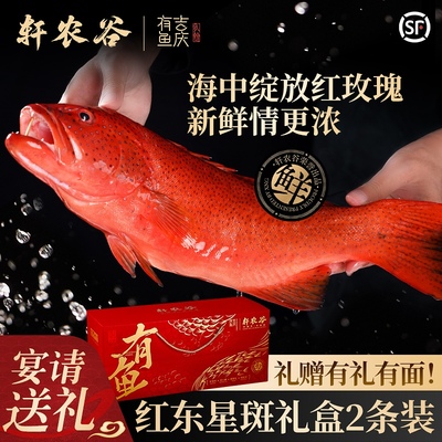 轩农谷东星斑野化海捕石斑鱼