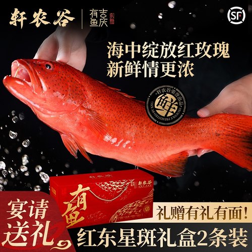 轩农谷东星斑海捕石斑鱼