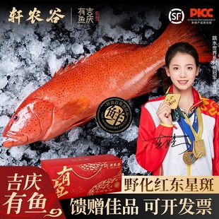 深海东星斑礼盒商务礼赠鲜活速冻高档海鲜红石斑鱼送客户的伴手礼