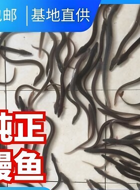 鳗鱼苗活体淡水鱼苗养殖河鳗鱼苗白鳗鲡苗白鳝鱼苗白鳗鱼苗