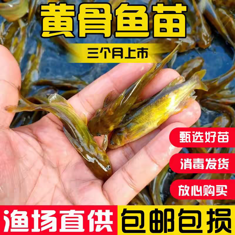 黄骨鱼苗活体黄颡鱼苗淡水小鱼苗杂交黄鸭叫黄丫头昂刺黄辣丁鱼苗