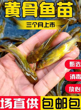 黄骨鱼苗活体黄颡鱼苗淡水小鱼苗杂交黄鸭叫黄丫头昂刺黄辣丁鱼苗