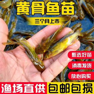 黄骨鱼苗活体黄颡鱼苗淡水小鱼苗杂交黄鸭叫黄丫头昂刺黄辣丁鱼苗