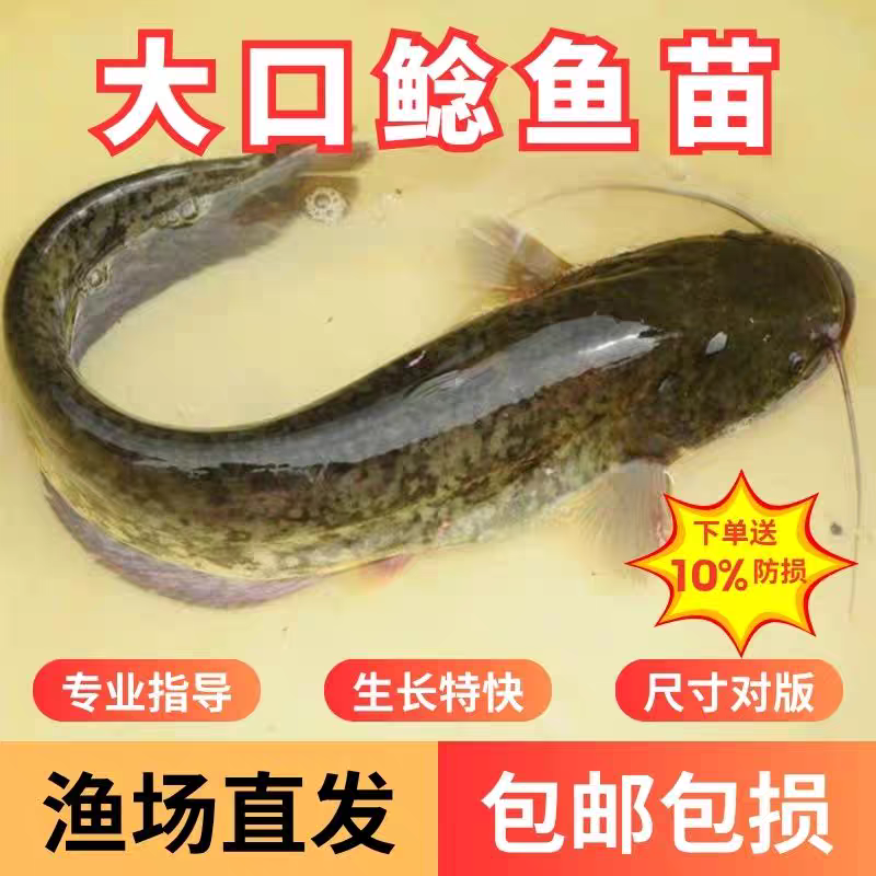 大口鲶鱼苗南方大口鲶鱼苗河鲶鱼苗土鲶鱼苗六须鲶鱼苗可过冬养殖