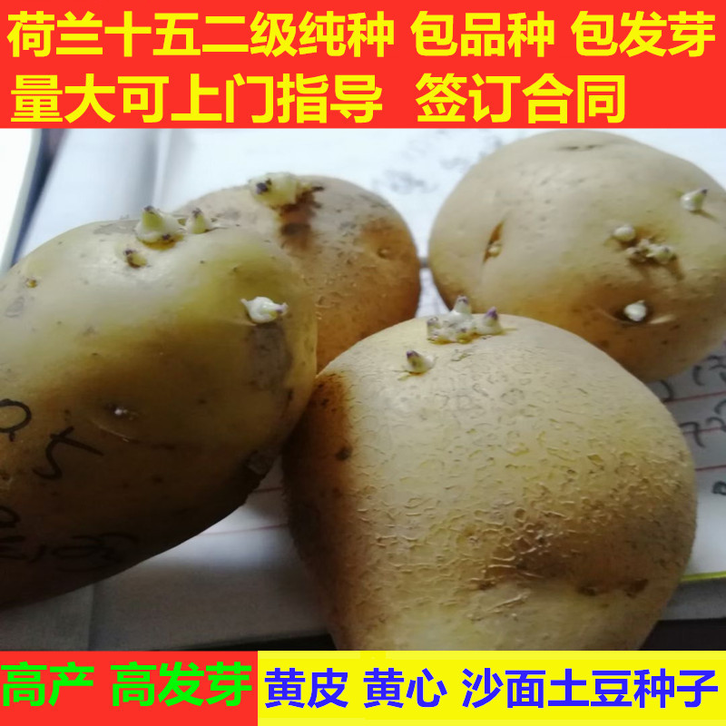脱毒荷兰15土豆种子马铃薯老品种