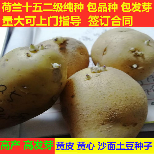 脱毒荷兰15土豆种子马铃薯老品种