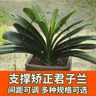 君子兰支架矫正器花架定型矫正固定防长偏调整叶间距新款