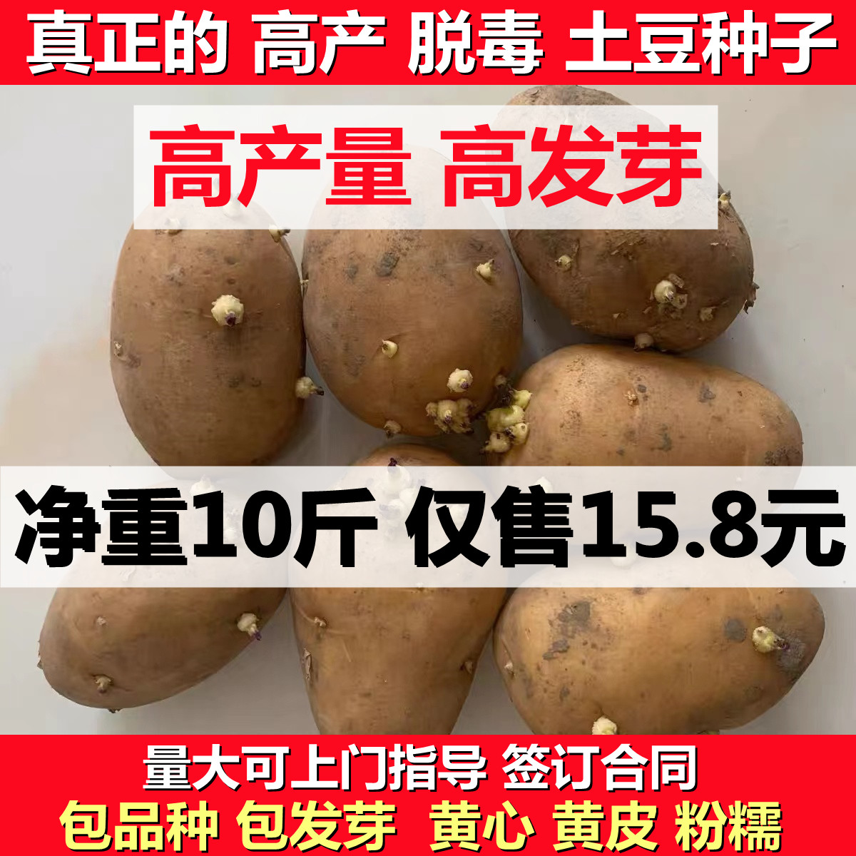 土豆种子黄皮黄心东北高产脱毒