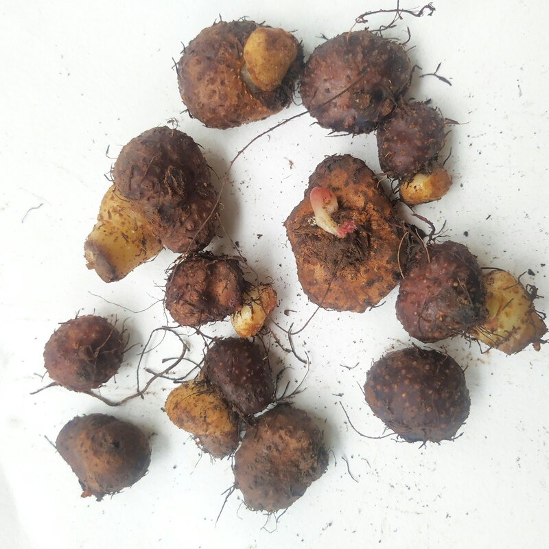 新鲜一口血野生中药材秋海棠根 红白二丸 岩丸子下单现挖500g包邮