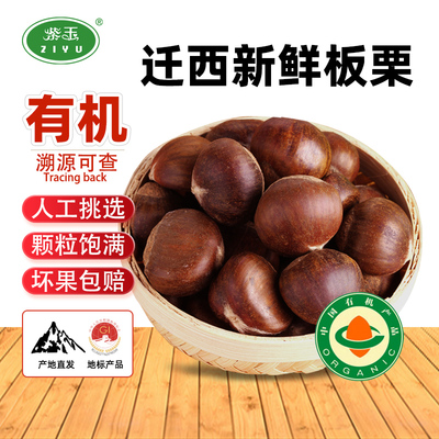 紫玉2025年迁西生板栗新鲜下树