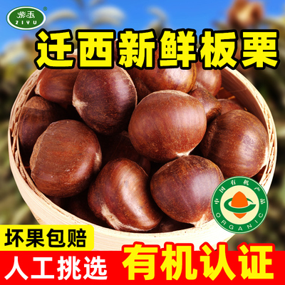 紫玉2025年迁西生板栗新鲜下树