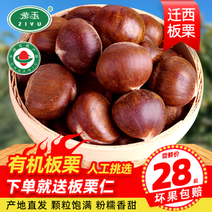 【紫玉】有机迁西板栗生新鲜大粒正宗油栗仁小毛栗子特产生的粟子