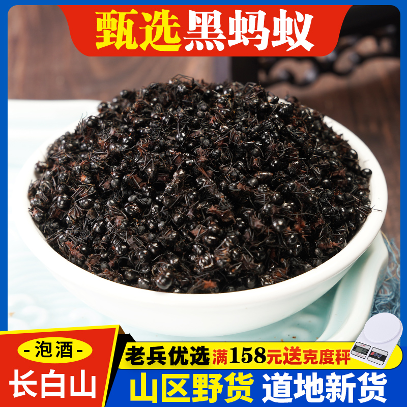黑蚂蚁中药材100g克正品高含量药用蚂蚁长白山野生大黑蚂蚁干泡酒