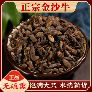 天然野生金沙牛中药材100g正品特级干货地牯牛蚁狮倒退虫金沙牛粉