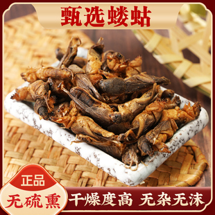 蝼蛄中药材500g新货野生高含量蝲蝲蛄干拉拉蛄土狗子虫地狗蝼蛄粉
