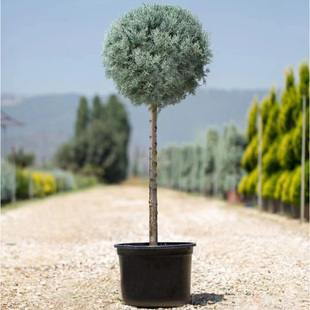 速发蓝冰寒盆栽大苗庭院常绿松镜棒棒糖耐柏耐热花柏观赏蓝色植物