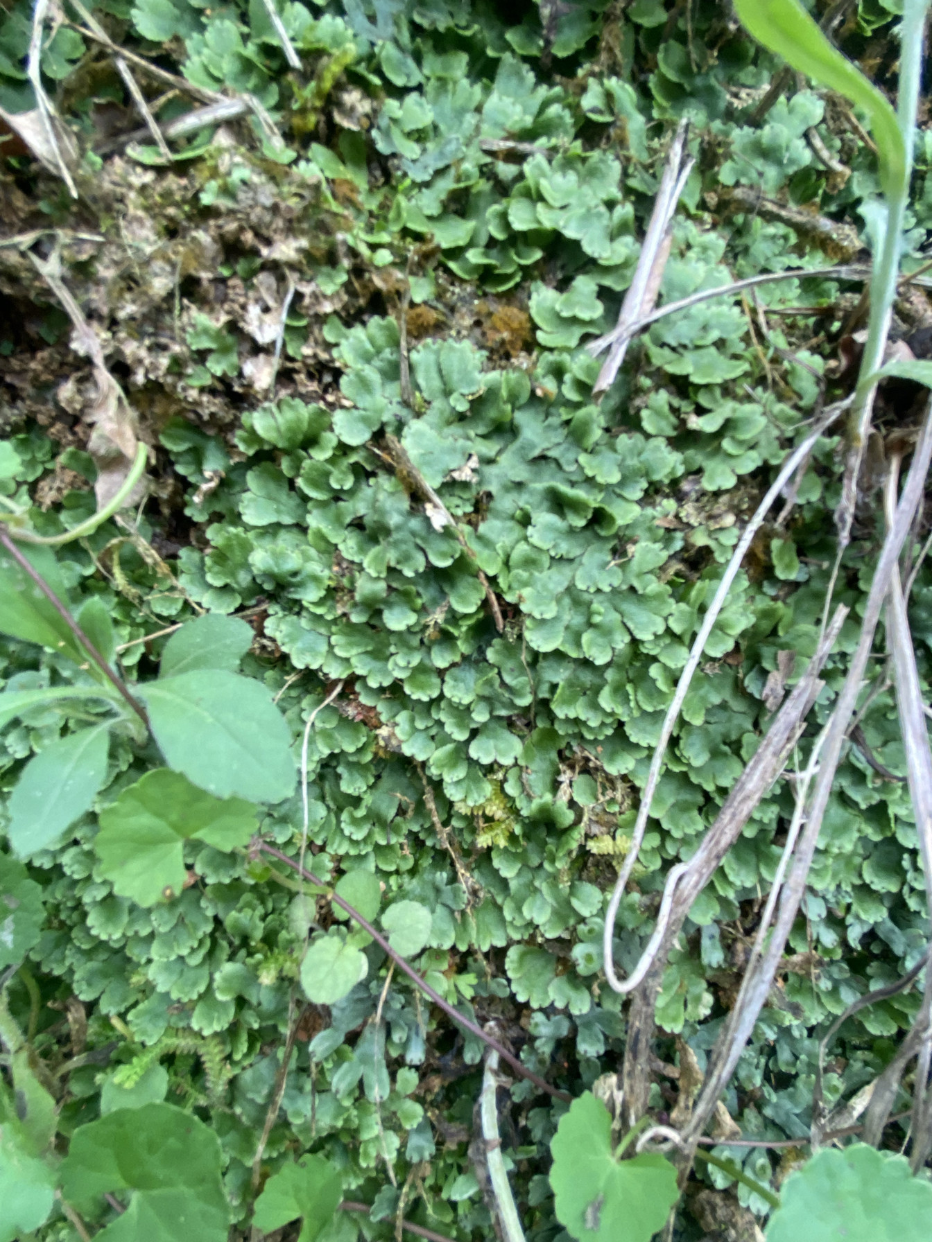 《十岁》湿地地钱苔带土成片地衣藓微景观盆栽瓶养雨林缸造景绿植