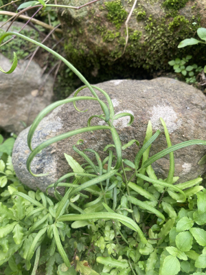《十岁》带根带土苗山野凤尾草 鸡脚草金鸡尾凤凰草井栏草鸡爪草