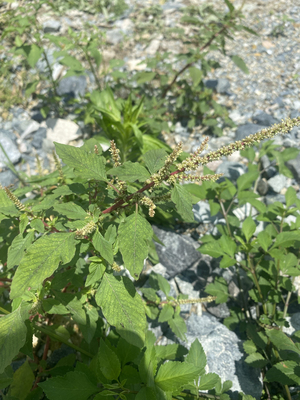 《十岁》新鲜野外刺苋头根红骨刺苋菜勒苋假苋中草药苋菜头刺簕头