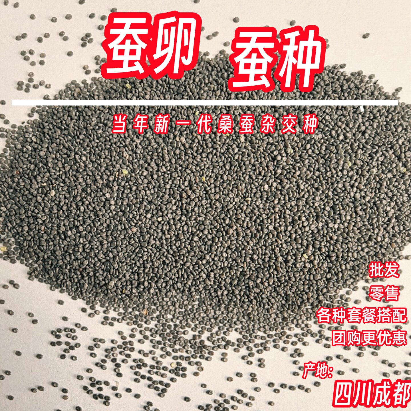 蚕宝宝学生养蚕套装活物蚕卵蚕种蛋春蚕子蚕虫籽金蚕苗幼蚕鲜桑叶