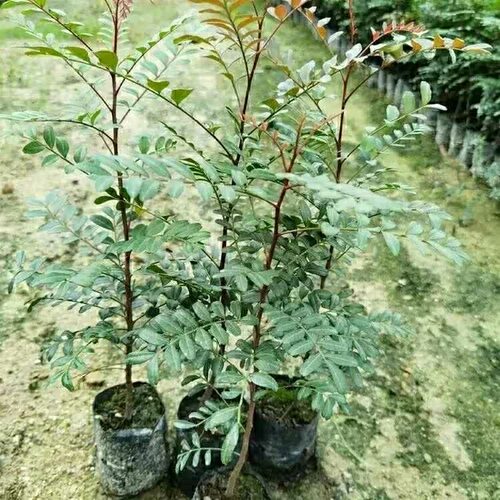 清香木正宗红芽真品云南清香木清香树小苗驱蚊虫绿植盆栽室外常青