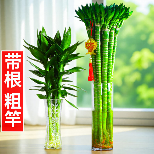 文昌竹龙竹观音竹粗杆富贵竹水培