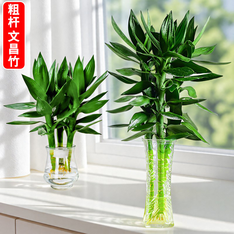 文昌竹观音竹水培植物带根富贵竹粗杆荷花竹子盆栽办公室桌面绿植,鲜花速递/花卉仿真/绿植园艺,绿植,淘宝优惠券,粉丝福利购,淘宝优惠卷