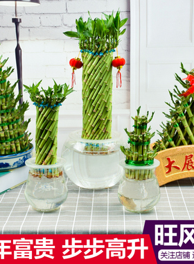 节节高富贵竹水培植物办公室绿植步步高转开运竹文昌塔型桌面好养
