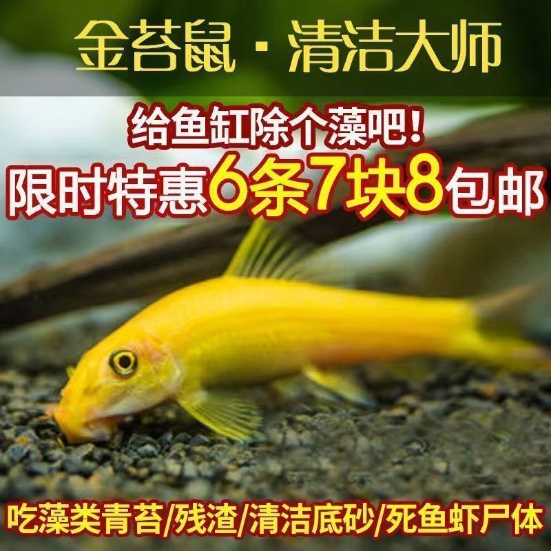 清道夫鱼金苔鼠淡水鱼缸清洁工除藻工具鱼热带观赏鱼吃粪便垃圾鱼-封面