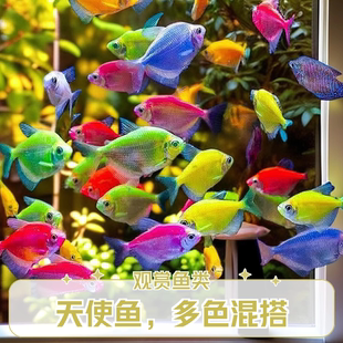 大个头天使观赏鱼小型群游神仙彩色糖果淡水鱼热带耐活好养养易活
