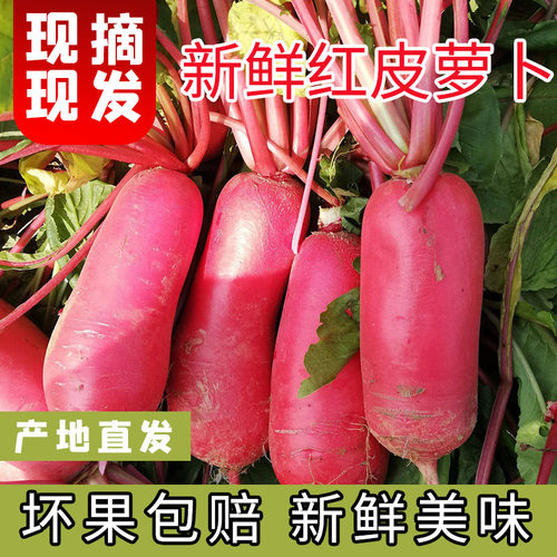 四川特产红皮萝卜5斤新鲜现摘