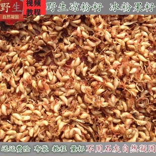25野生凉粉籽手搓冰粉籽p爱玉批 发商用薜荔木莲木瓜500g不加石灰