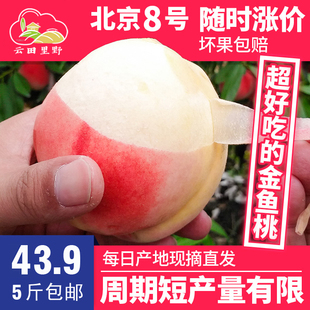 【云田里野】正宗陕西礼泉金鱼水蜜桃北京8号撕皮特甜软桃5斤包邮