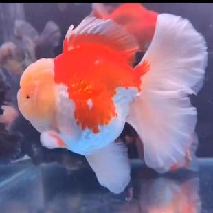 直播链接金鱼淡水百褶泰狮元宝狮鎏金活体包邮好养渔场养殖发货