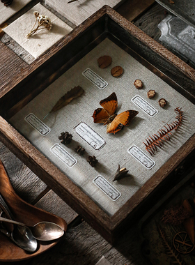 种籽造物博物家蝴蝶标本画植物标本制作侘寂风复古装饰画摆件挂画