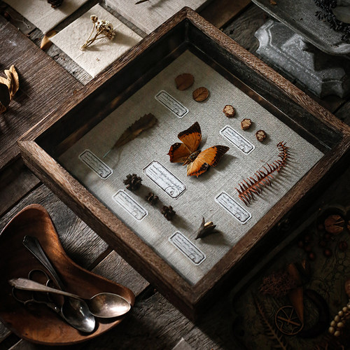 种籽造物博物家系列蝴蝶标本画