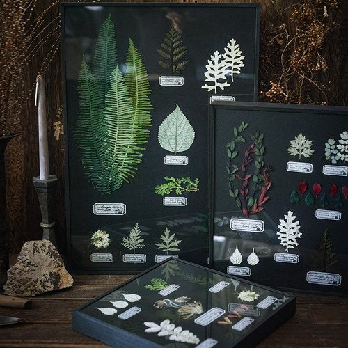 种籽造物日式复古植物标本画