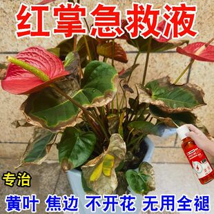 【急救】红掌专用营养液叶子发黄干枯叶斑病白掌一帆风顺催花肥料