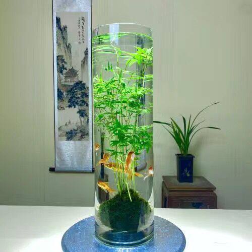 翡翠观音竹水培植物懒人水培植物发耐寒绿办公室桌摆四季常青客厅