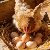 正宗农家土鸡蛋新鲜宜昌自养野外散养纯粮土鸡蛋农村柴鸡蛋草鸡蛋