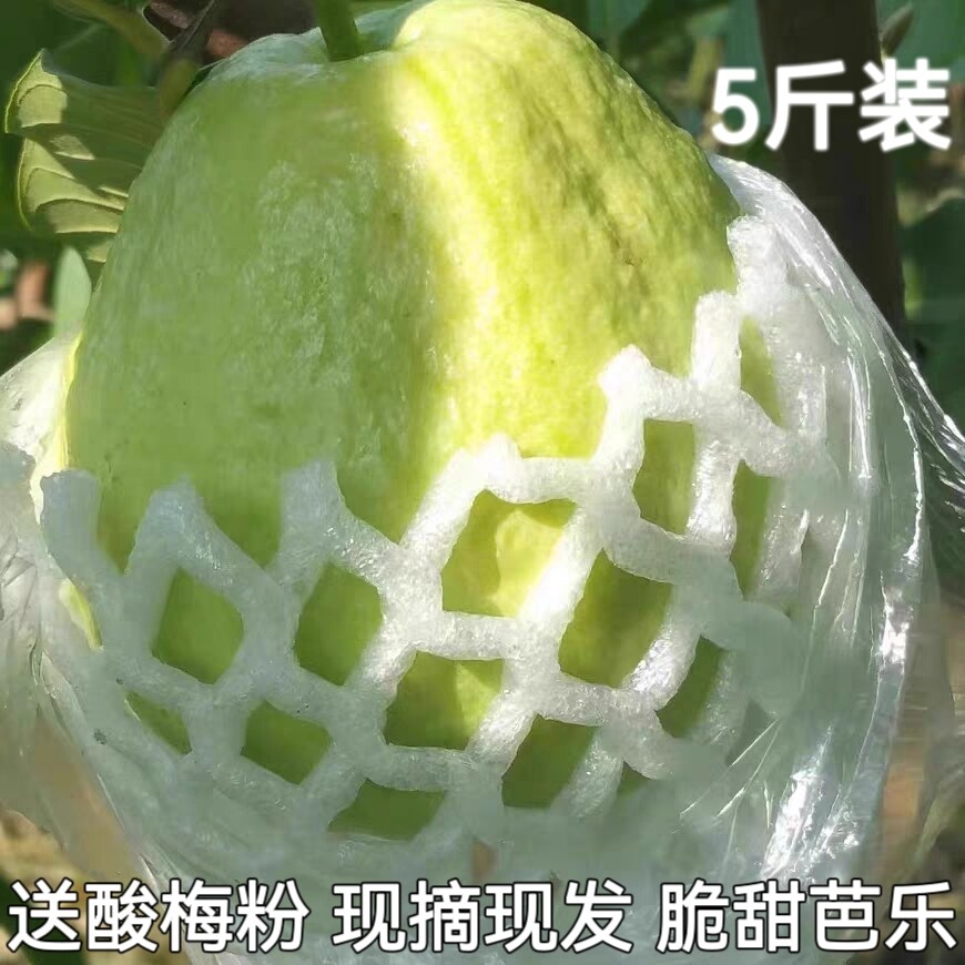 脆甜芭乐新鲜现摘5斤包邮白心番石榴当季孕妇水果白芭乐送酸梅粉